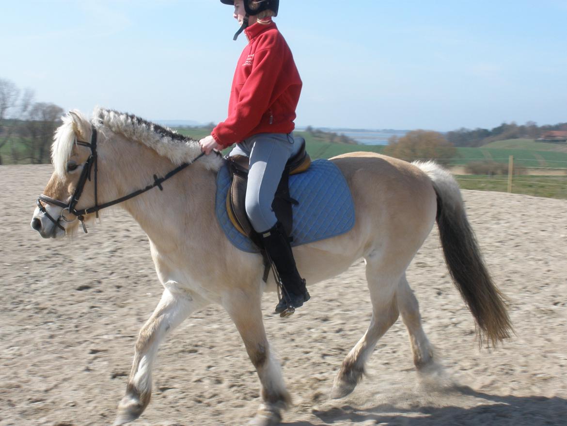 Fjordhest † Fie† billede 44