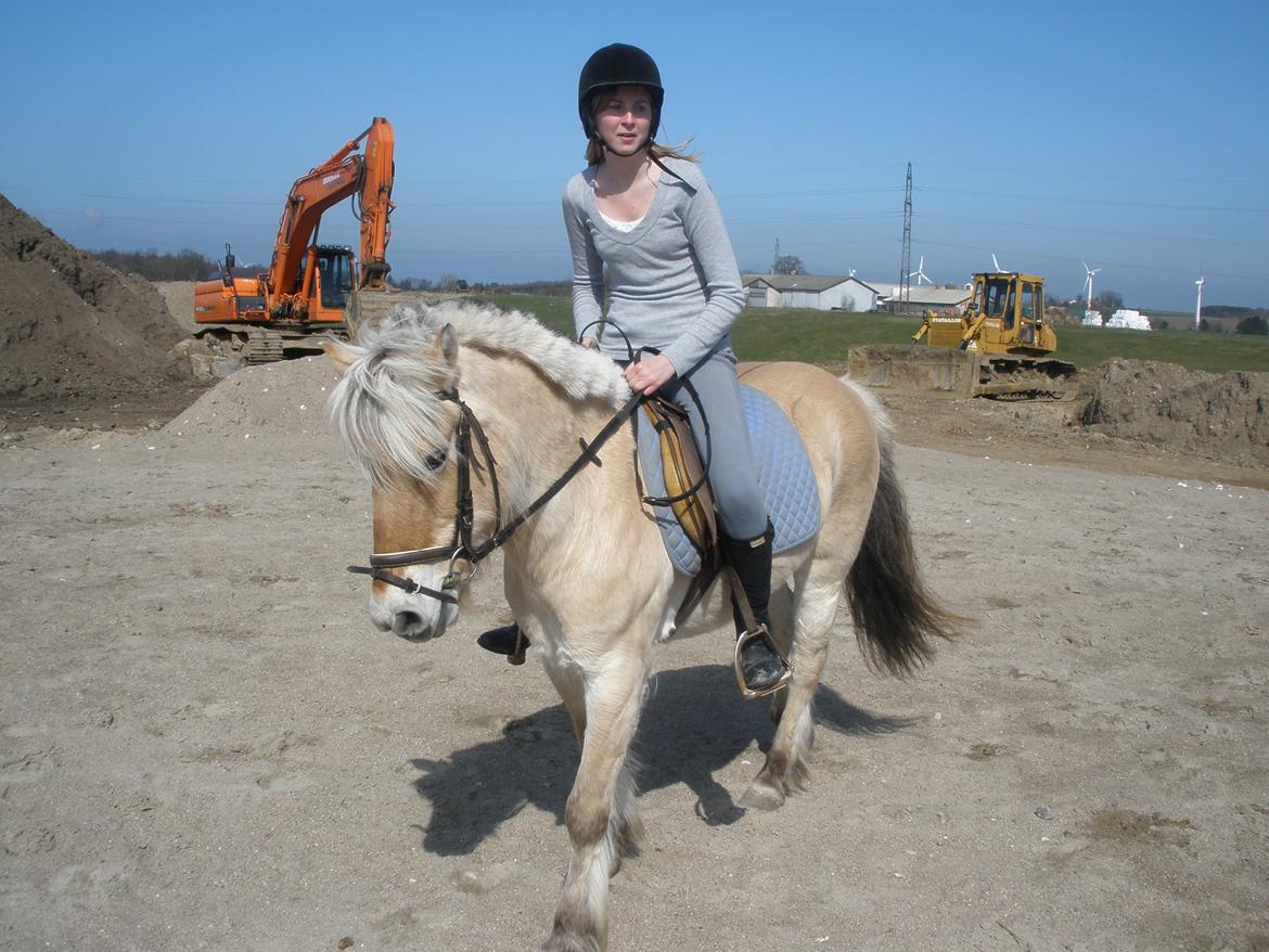 Fjordhest † Fie† billede 45