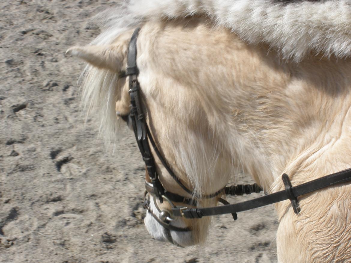 Fjordhest † Fie† billede 47