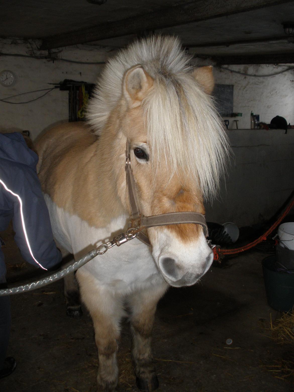Fjordhest † Fie† billede 48