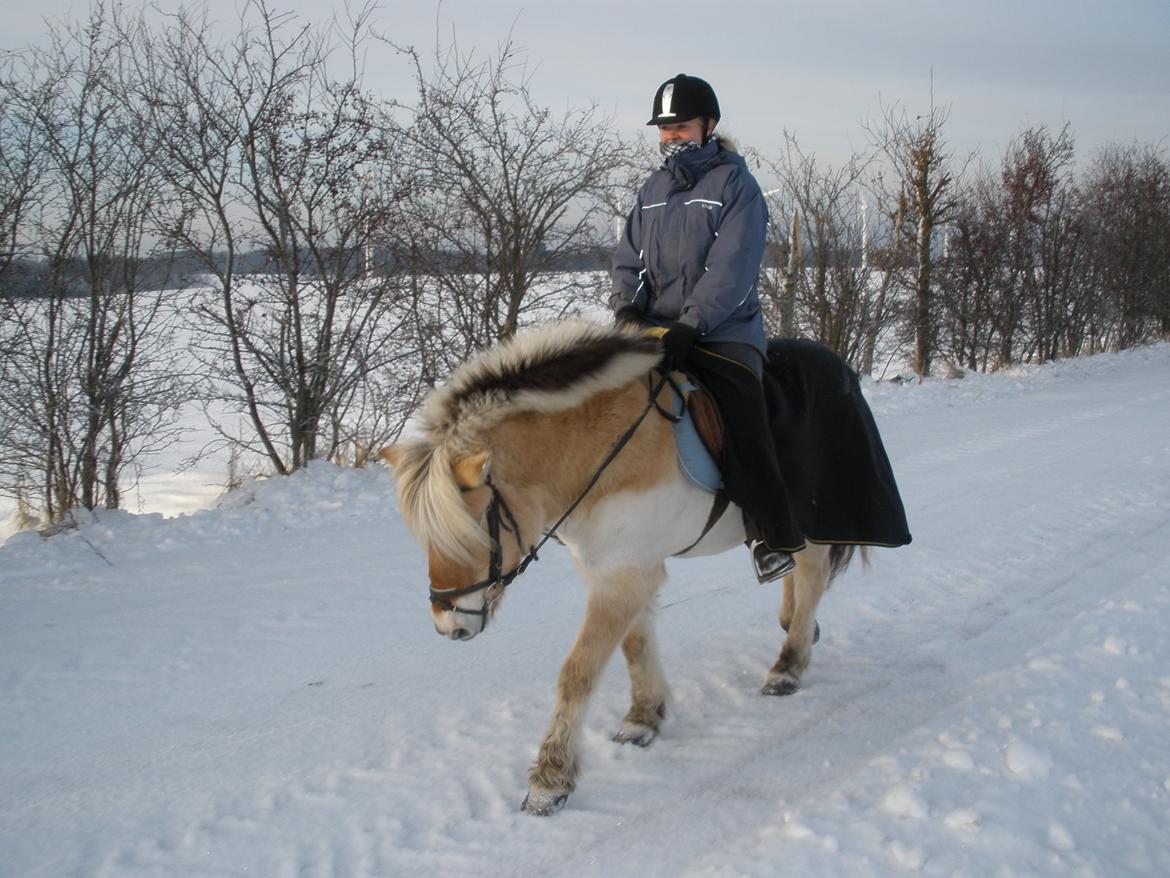 Fjordhest † Fie† billede 50