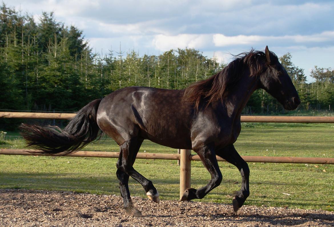 Anden særlig race KJÆRSGAARDS MOONLIGHT - Har nu en blommefarvet Monse? Hvor det lige kom fra 3. gang jeg klipper ham..? Sept. 2013 billede 44