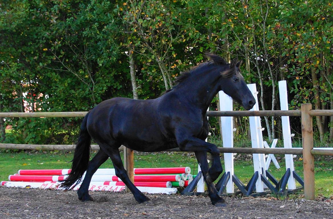 Frieser AKKE FAN DE SLACHTEDYK (Red og passede) - Lækre Akkelakke i den absolut IKKE foretrukne gangart fra hendes side af.. Sept. 2013 billede 3