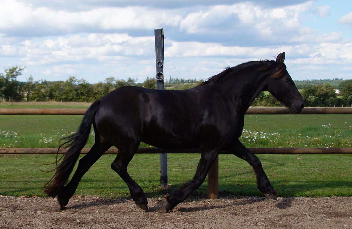 Frieser AKKE FAN DE SLACHTEDYK (Red og passede) - Lækre Akkelakke når hun endelig viser sig lidt frem :-) Sept. 2013 billede 2
