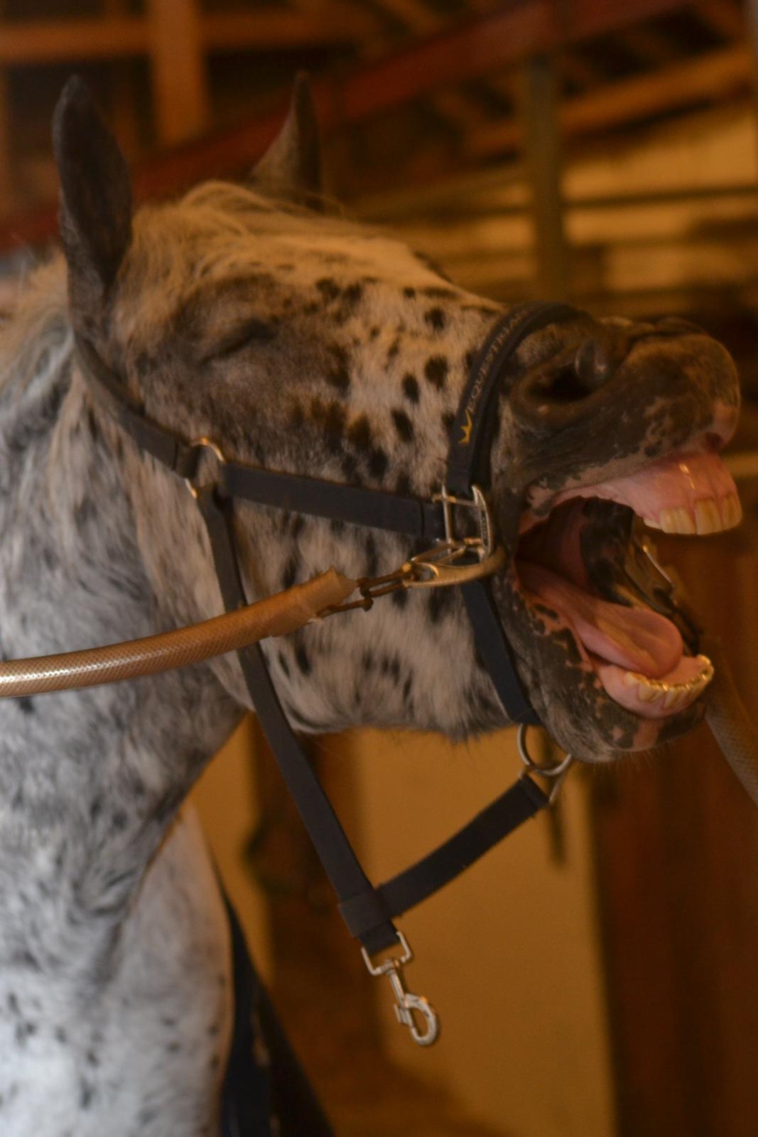 Knabstrupper Xander billede 10