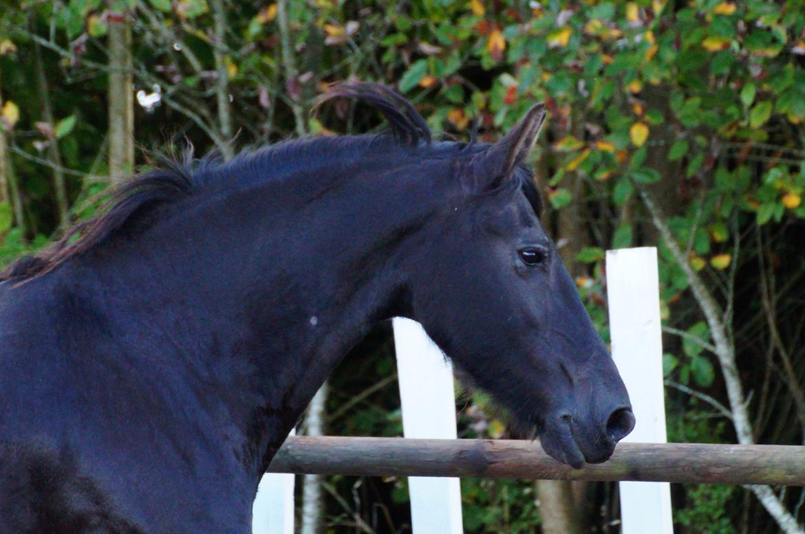 Frieser AKKE FAN DE SLACHTEDYK (Red og passede) - Akke-tøsen fri på ridebanen, sept. 2013. billede 25