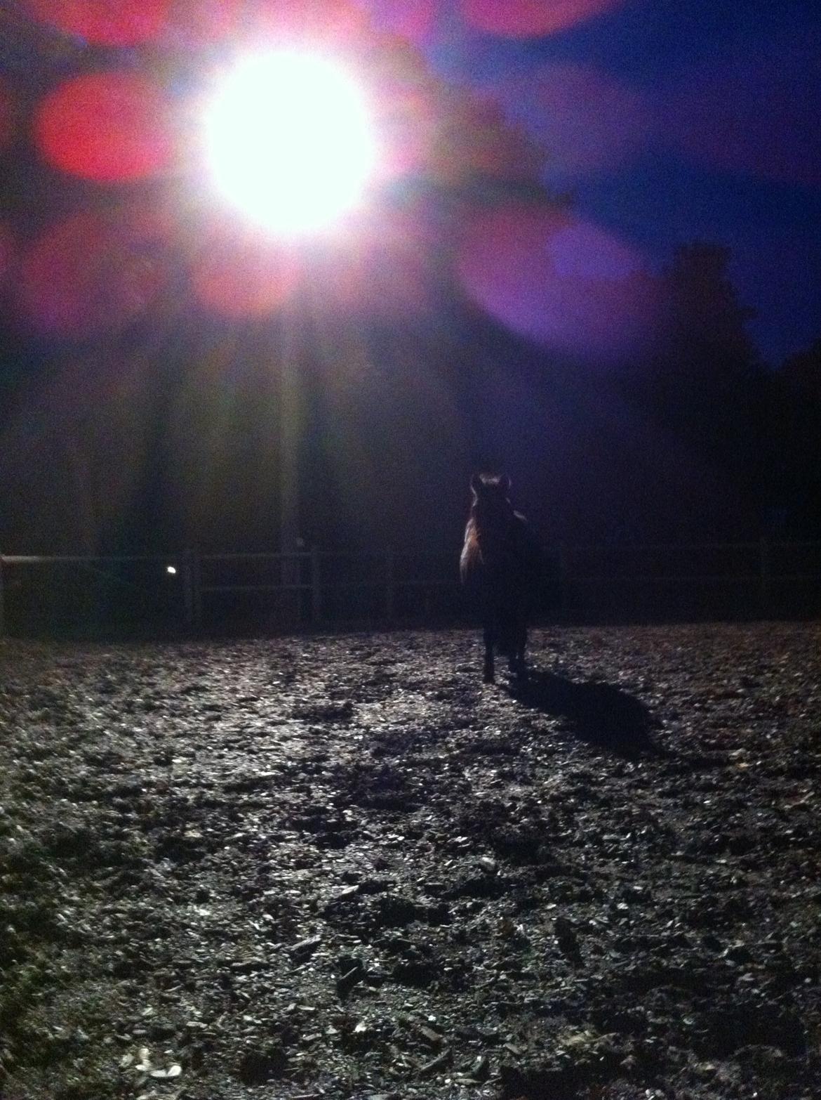 Anden særlig race Simone<3 - I´ll die for you ! My dream horse :-*** billede 1