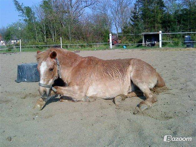 Anden særlig race Trixtan <3 ( på de evige græs-marker <3) billede 1
