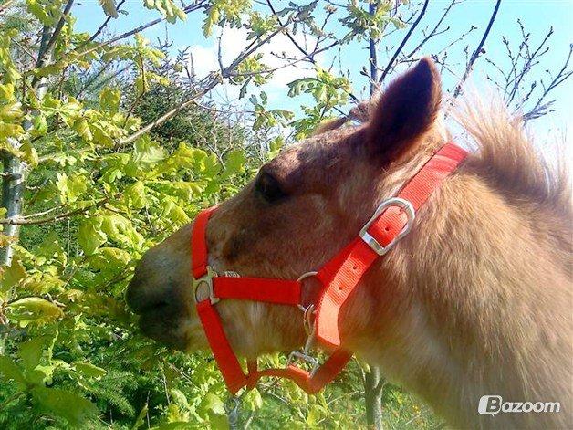 Anden særlig race Trixtan <3 ( på de evige græs-marker <3) billede 2