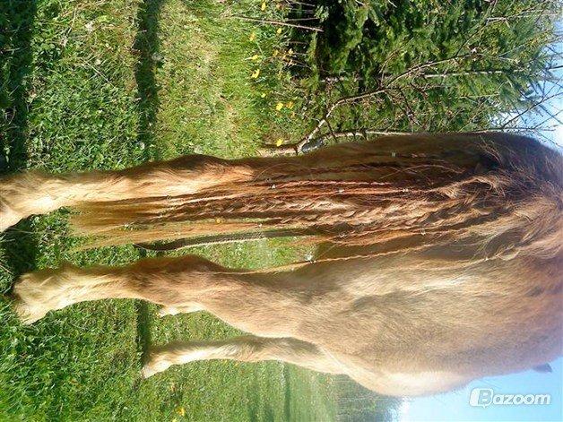 Anden særlig race Trixtan <3 ( på de evige græs-marker <3) billede 3