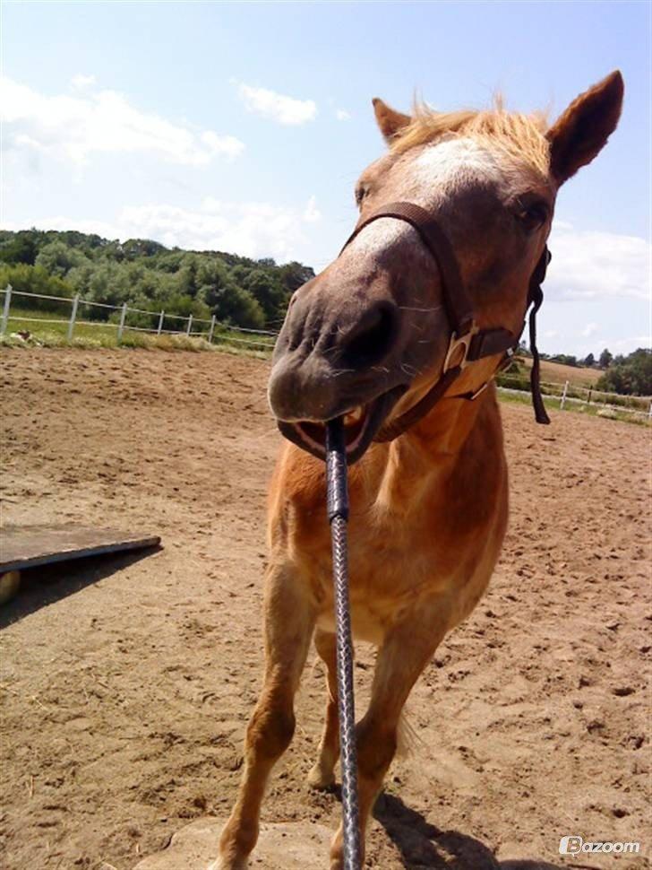 Anden særlig race Trixtan <3 ( på de evige græs-marker <3) billede 4