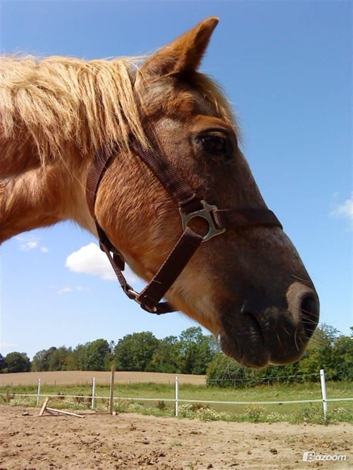 Anden særlig race Trixtan <3 ( på de evige græs-marker <3) billede 5