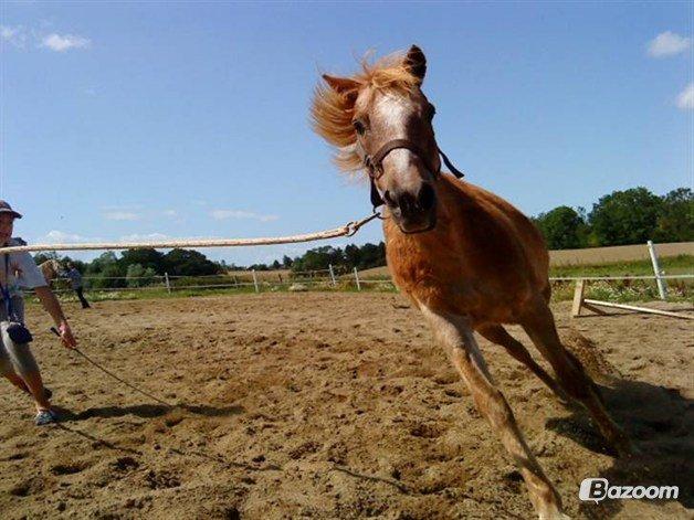 Anden særlig race Trixtan <3 ( på de evige græs-marker <3) billede 6
