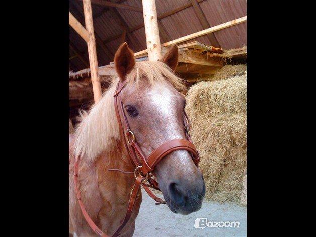 Anden særlig race Trixtan <3 ( på de evige græs-marker <3) billede 7