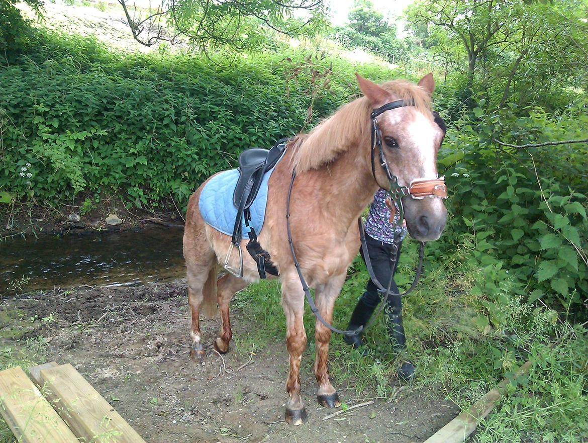 Anden særlig race Trixtan <3 ( på de evige græs-marker <3) billede 8