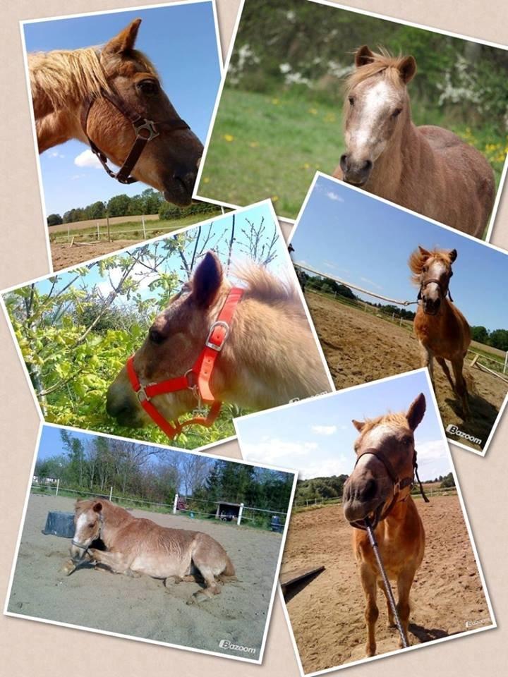 Anden særlig race Trixtan <3 ( på de evige græs-marker <3) billede 9