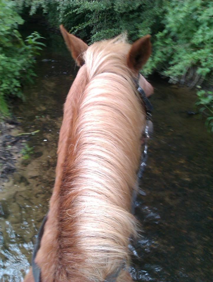 Anden særlig race Trixtan <3 ( på de evige græs-marker <3) billede 11