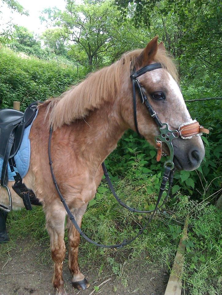 Anden særlig race Trixtan <3 ( på de evige græs-marker <3) billede 12
