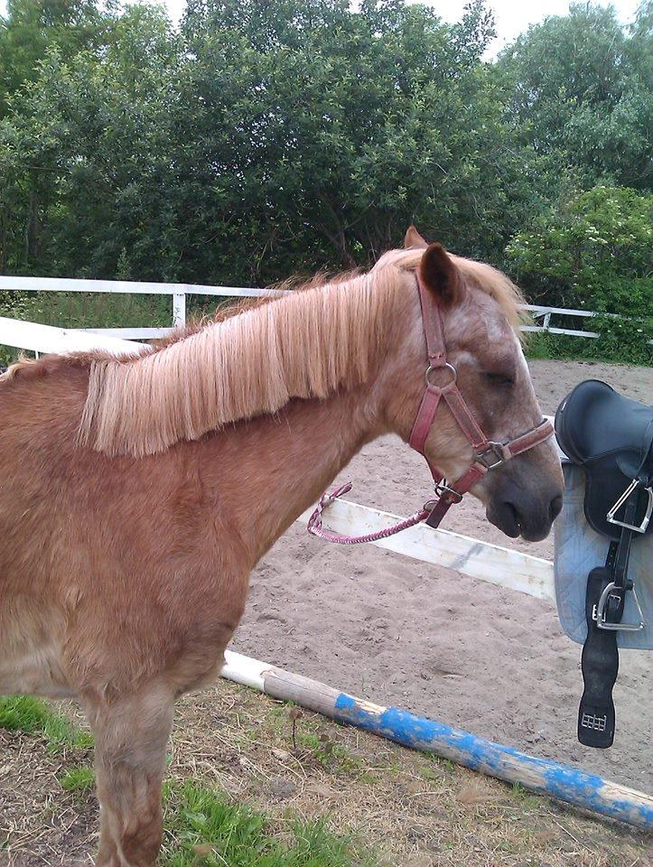 Anden særlig race Trixtan <3 ( på de evige græs-marker <3) billede 13