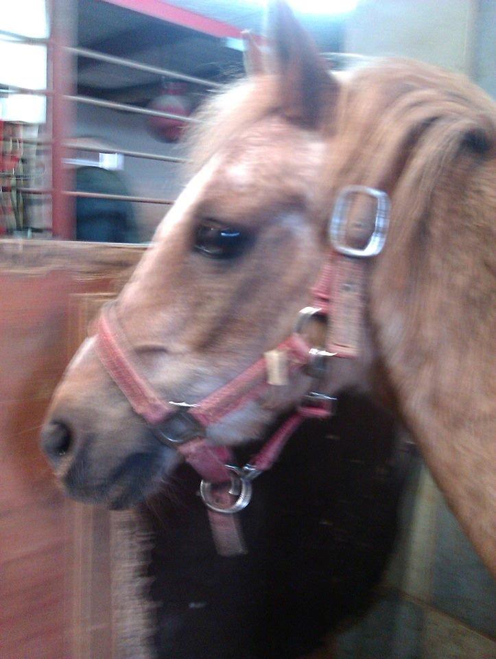 Anden særlig race Trixtan <3 ( på de evige græs-marker <3) billede 14