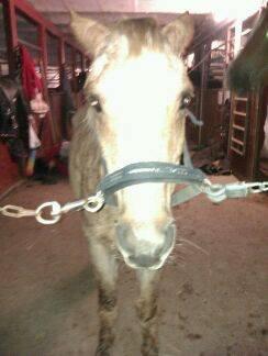 Anden særlig race Trixtan <3 ( på de evige græs-marker <3) billede 15