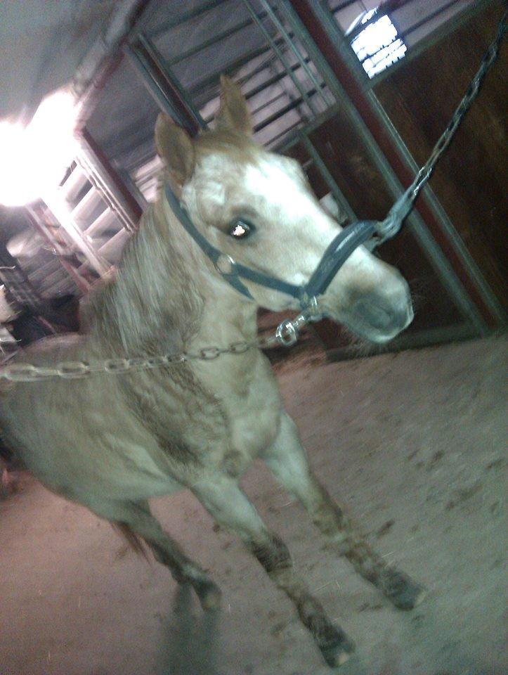 Anden særlig race Trixtan <3 ( på de evige græs-marker <3) billede 16