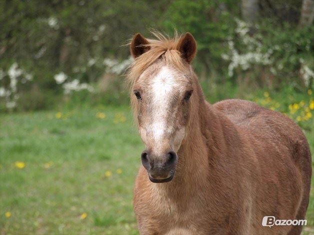 Anden særlig race Trixtan <3 ( på de evige græs-marker <3) billede 17