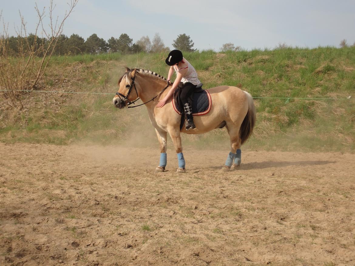 Fjordhest Emil Halsnæs<3 ( Mit Et Og Alt<3) billede 8