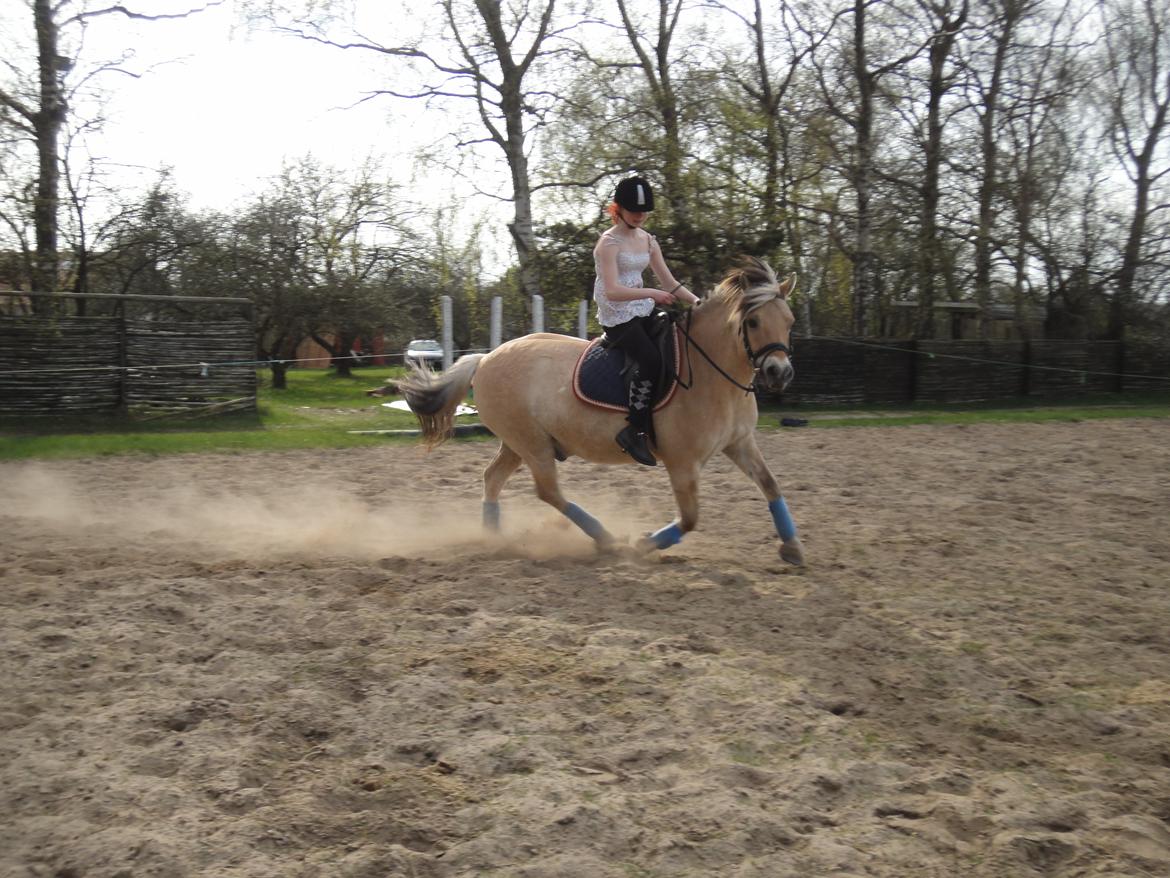 Fjordhest Emil Halsnæs<3 ( Mit Et Og Alt<3) billede 9