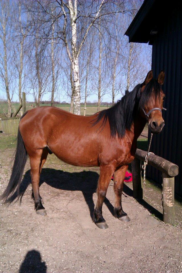 Anden særlig race Rocky - 2012/2013 billede 14