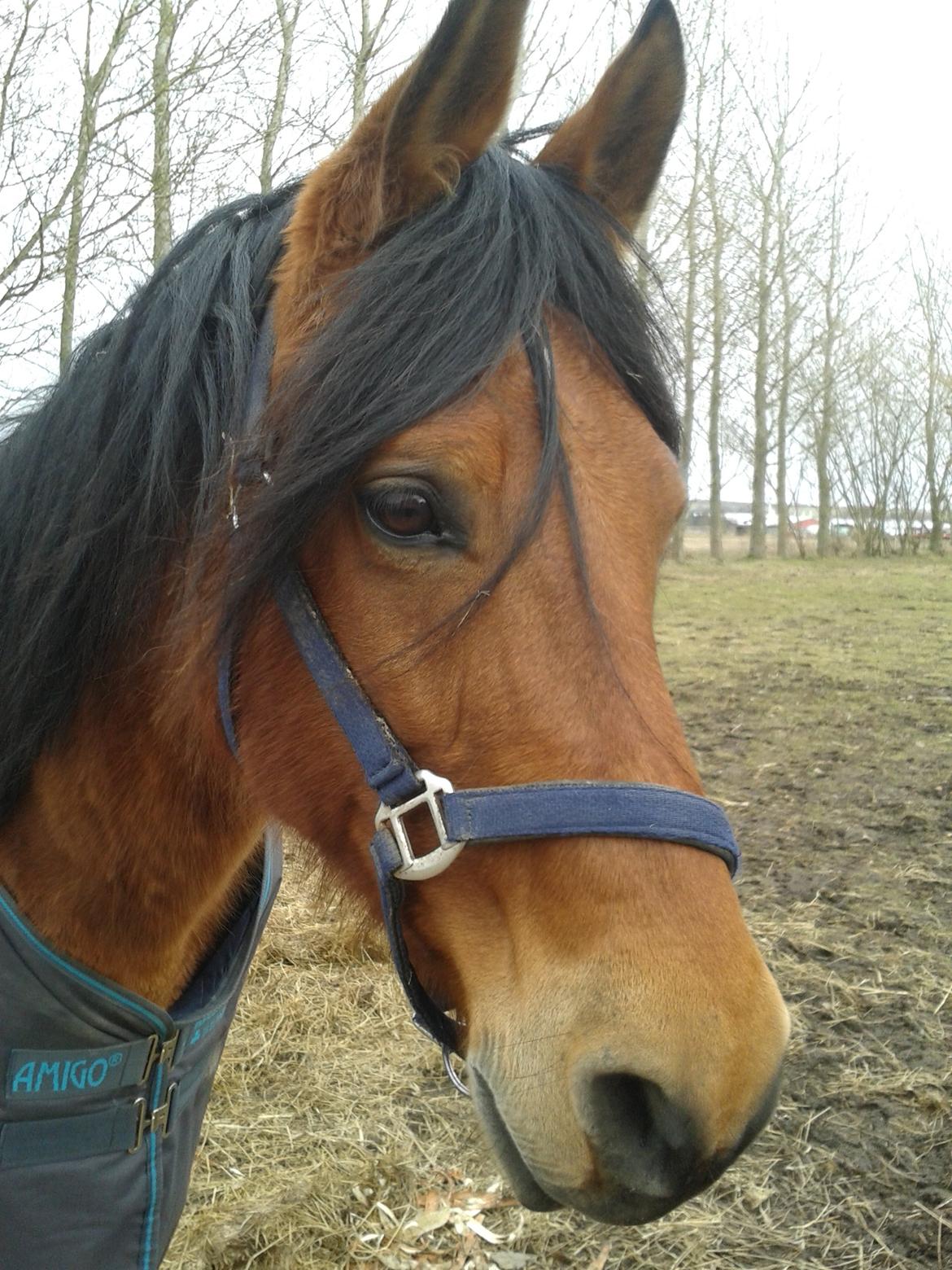 Anden særlig race Rocky - 2013 billede 15