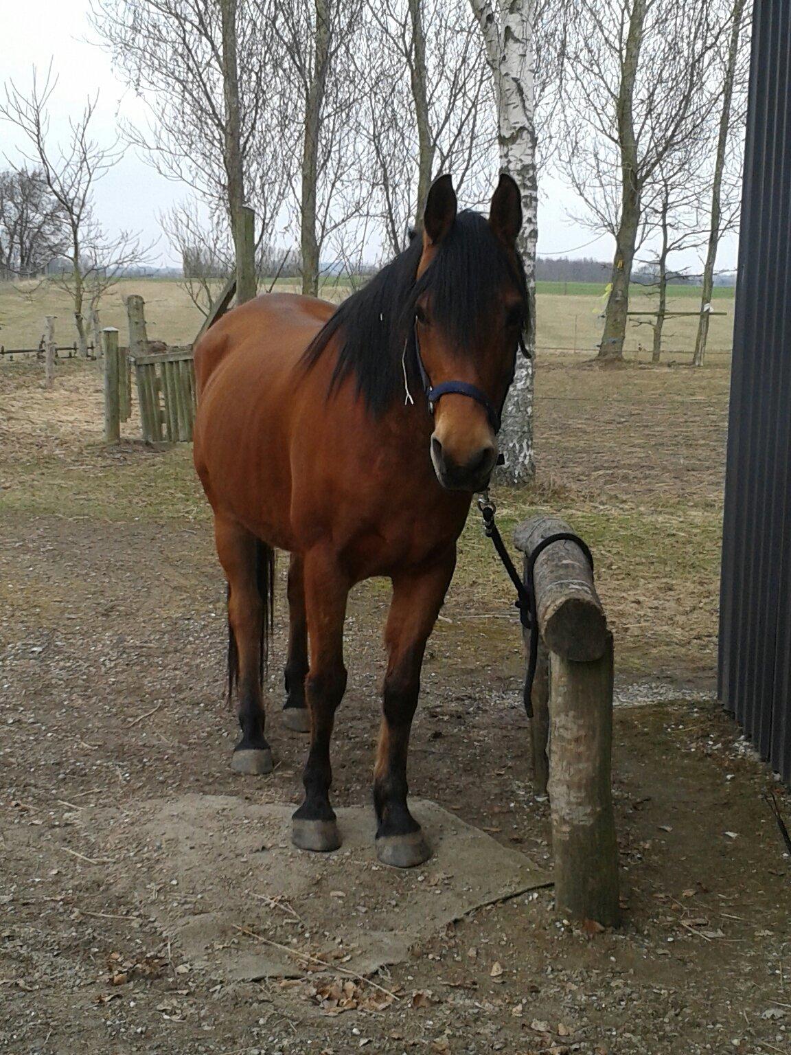Anden særlig race Rocky - 2013 billede 16