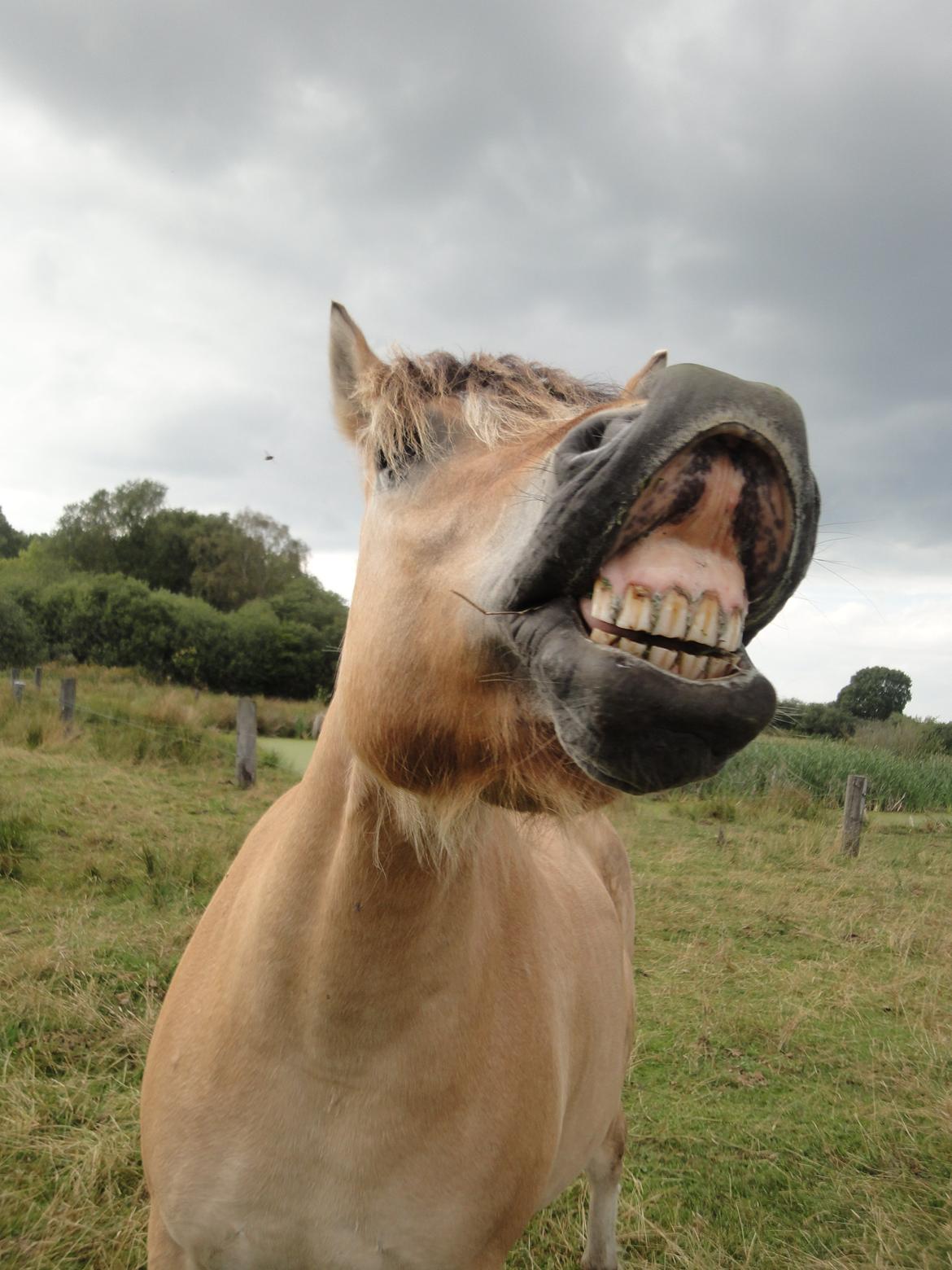 Fjordhest Emil Halsnæs<3 ( Mit Et Og Alt<3) billede 10