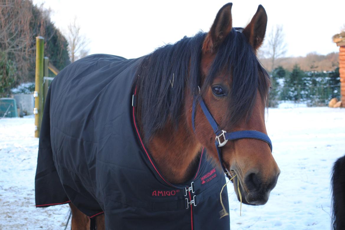 Anden særlig race Rocky - 2013 billede 17