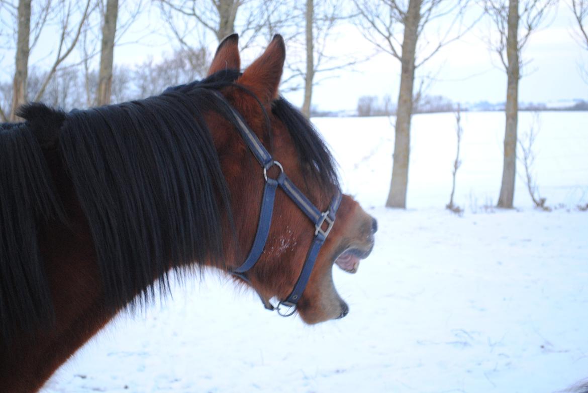Anden særlig race Rocky - 2013 billede 18