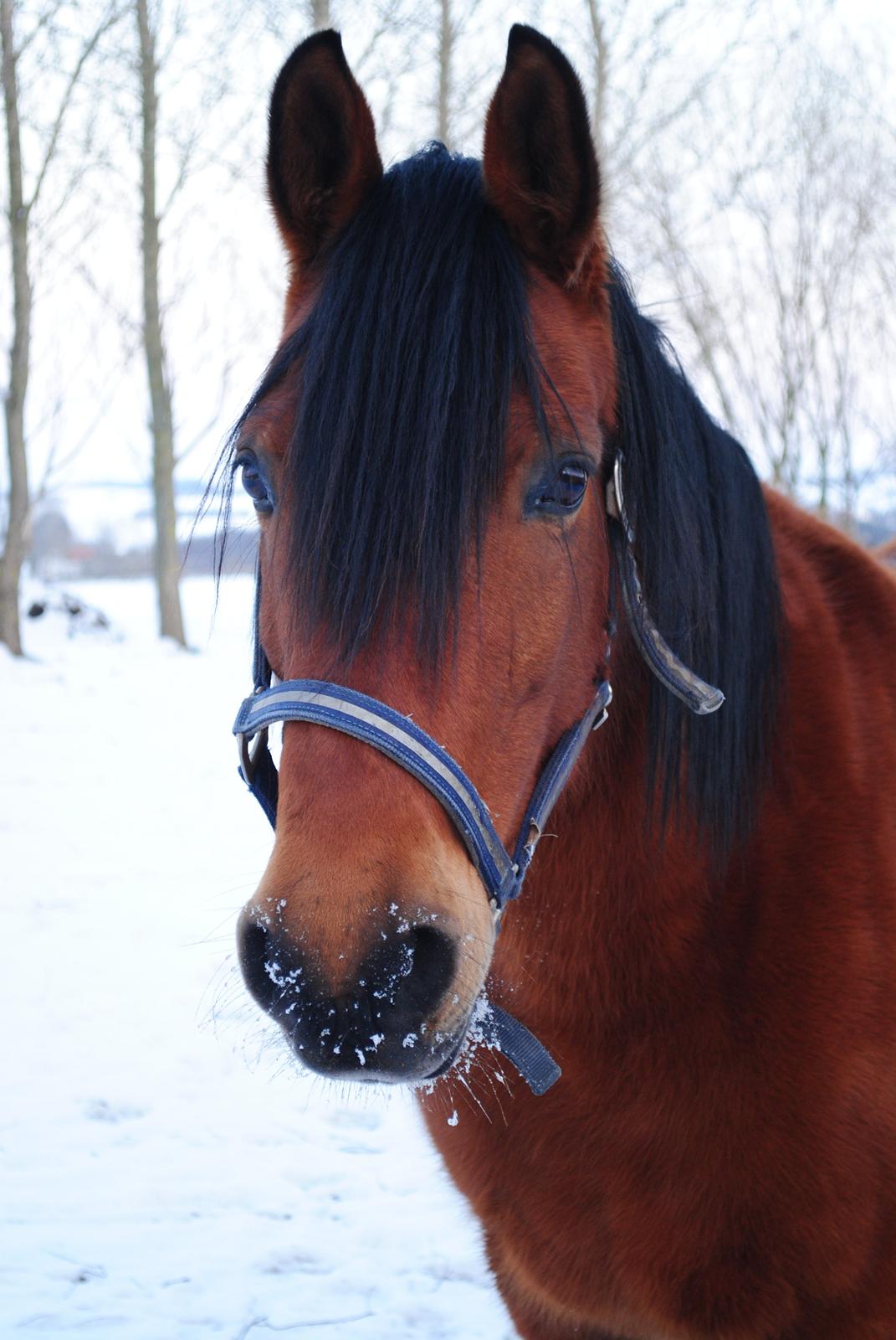 Anden særlig race Rocky - 2013 billede 19