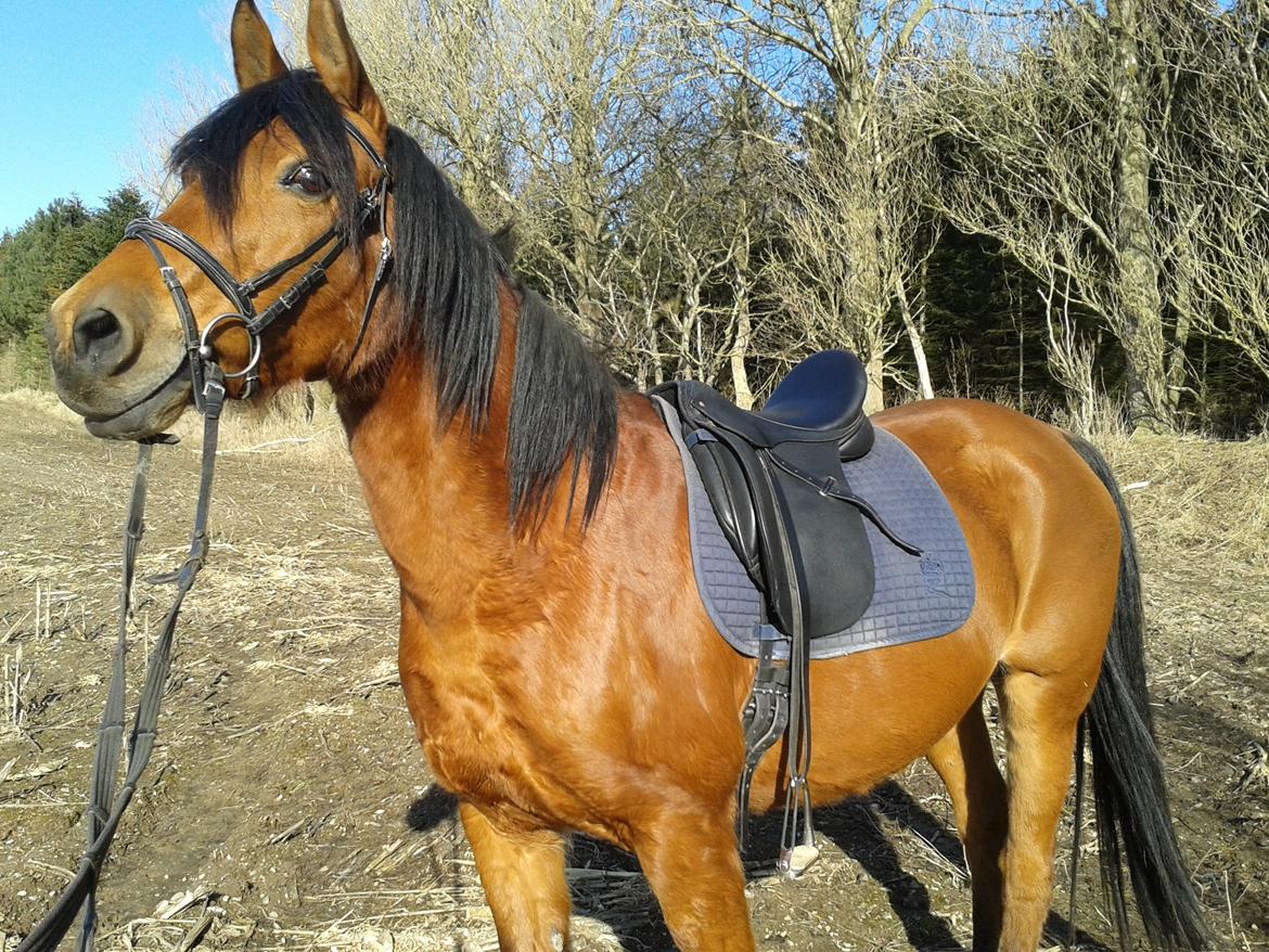 Anden særlig race Rocky - 2013 billede 20