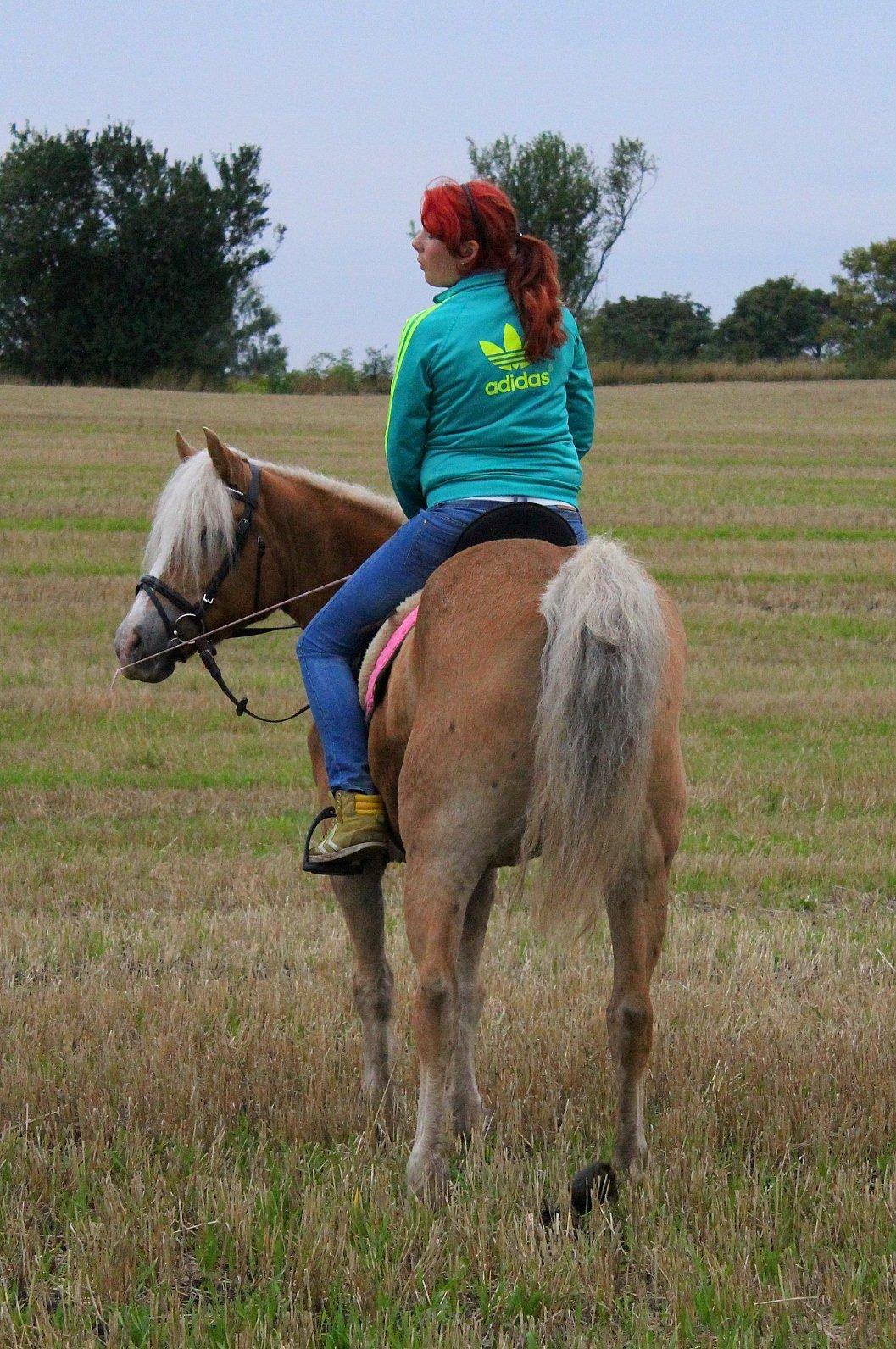 Tyroler Haflinger Tessa (Koen) billede 17