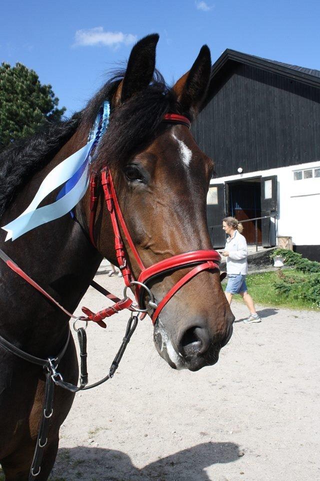 Anden særlig race Flying Maddie billede 1