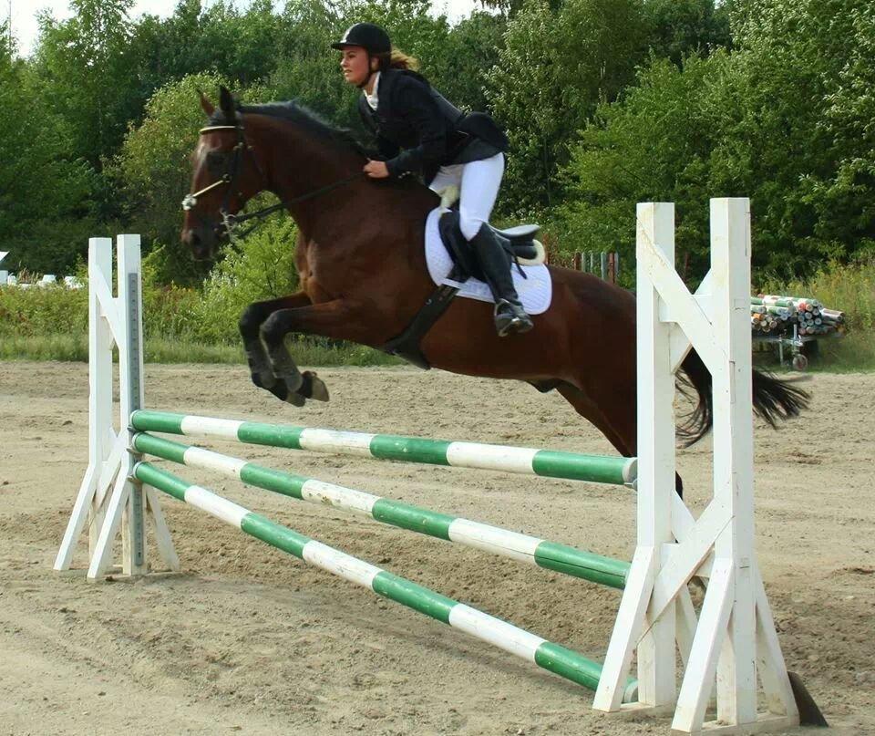 Tjekkisk Varmblod  Kusaj - 90 cm billede 4