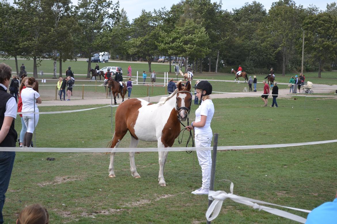 Pinto Blade - Mønstring - store hestedag, 2013 <3 billede 34