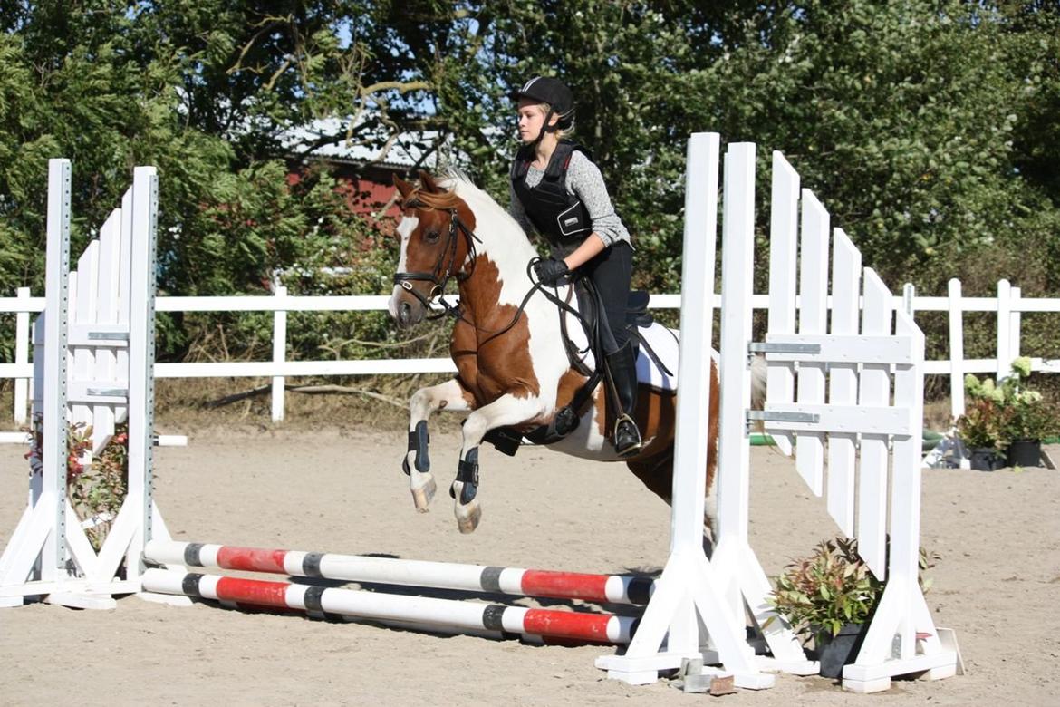 Pinto Blade - Spriiiiiiing <3 <3 <3 billede 31