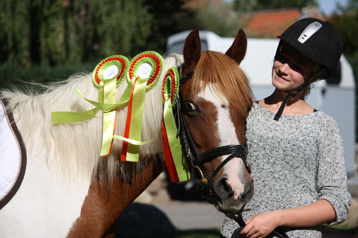 Pinto Blade - 3 sløjfeklasser, 3 rosetter <3 <3 så stolt <3 billede 32