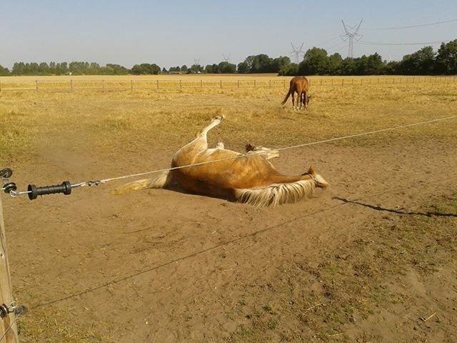 Haflinger Amigo (savnet) billede 2