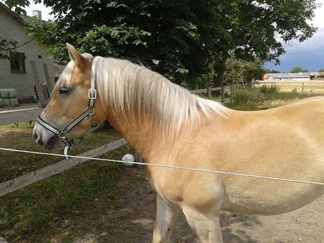 Haflinger Amigo (savnet) billede 6