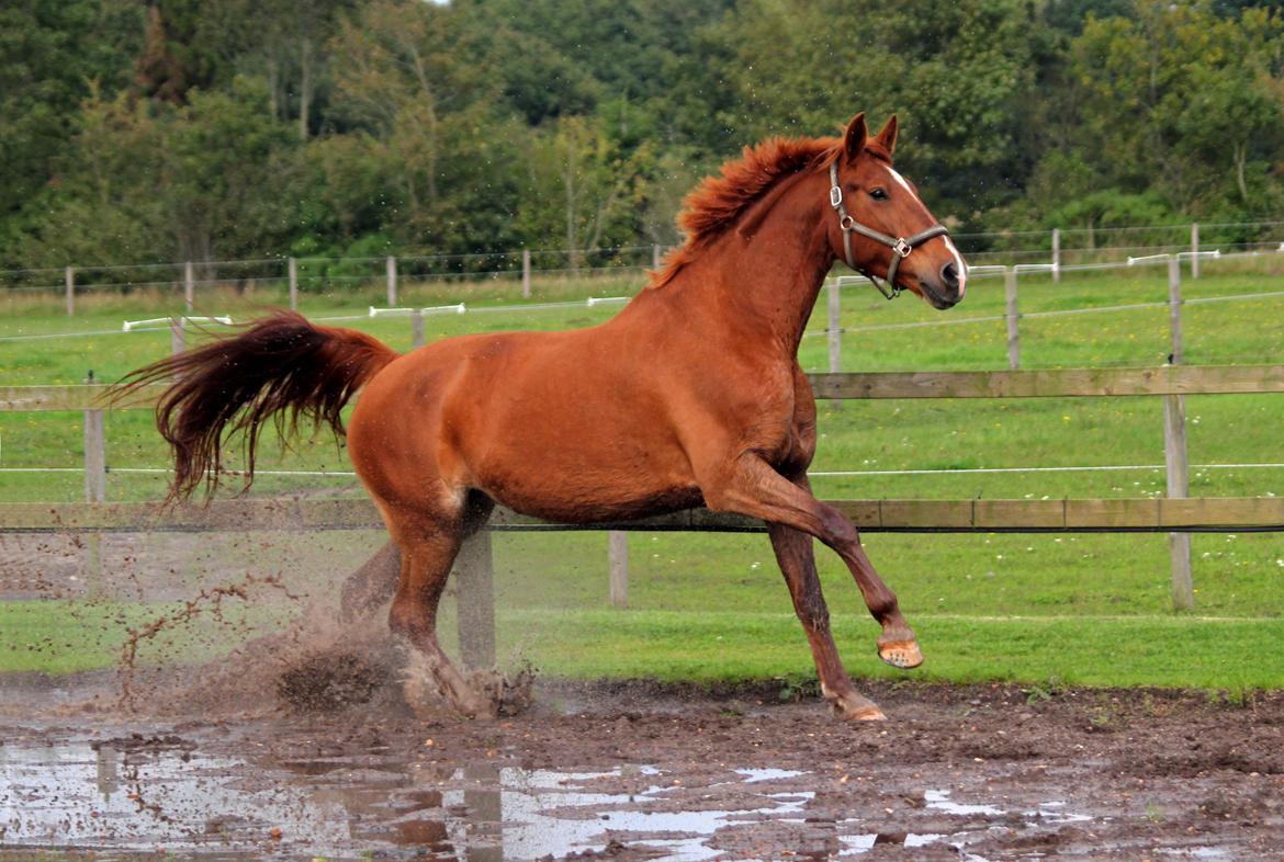 Anden særlig race Athene (SOLGT) - Så lækker på banen :) billede 7