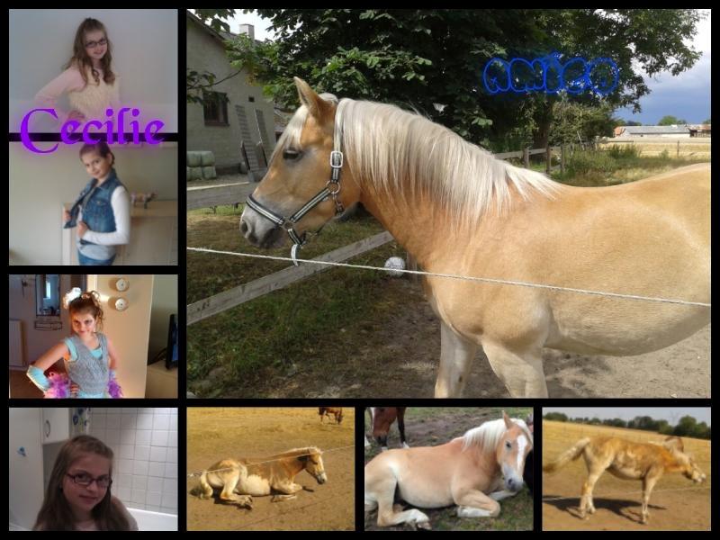 Haflinger Amigo (savnet) billede 13