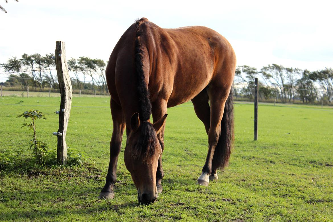 New Forest Vangsgaard's Vanity [Tidl. part] - Foto: Mig billede 8