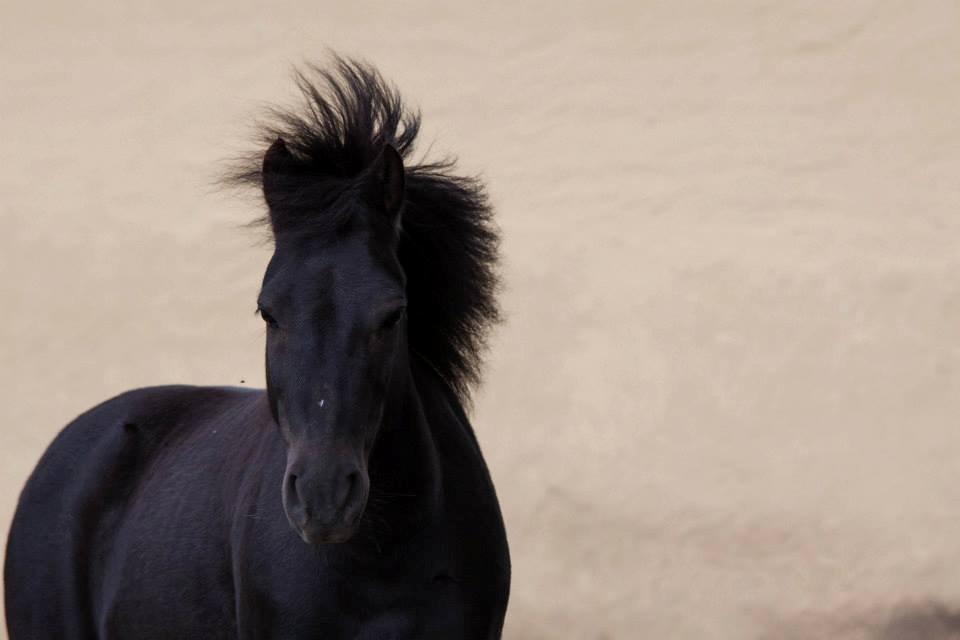 Anden særlig race • Silver • Min Soulmate<3• Himmelpony - Velkommen til Silver´s profil!<33 billede 1