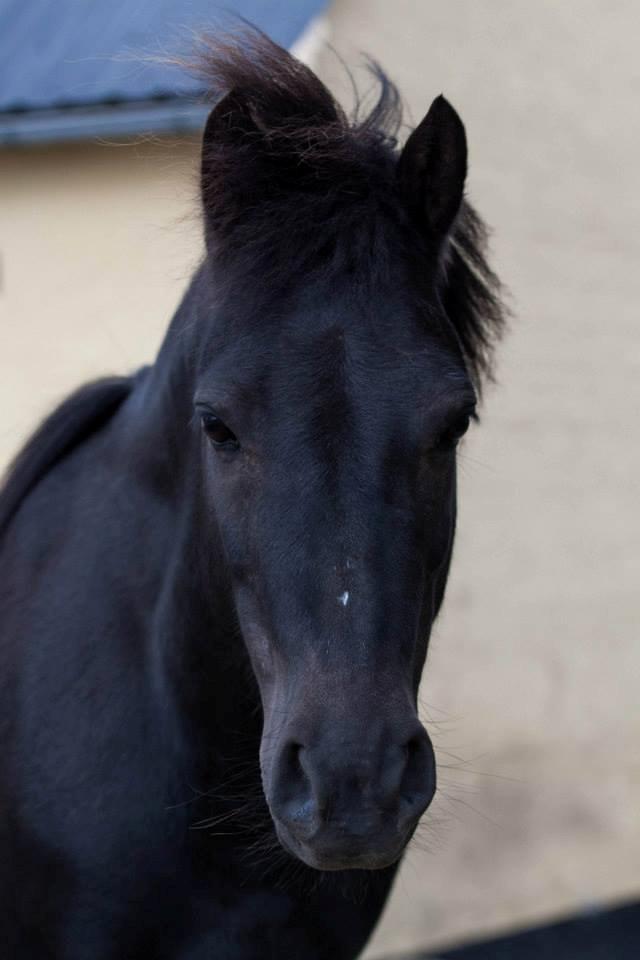 Anden særlig race • Silver • Min Soulmate<3• Himmelpony - Skattemuz ;) billede 3